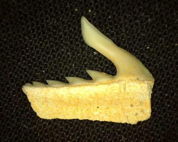 Weltonia Ancistrodon Shark Tooth #3