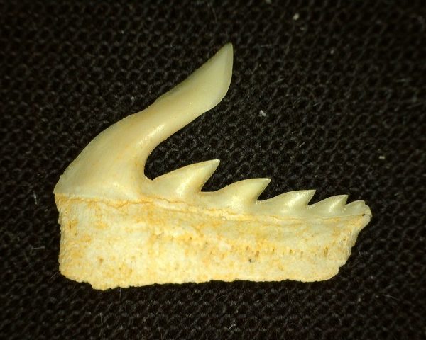 Weltonia Ancistrodon Shark Tooth #3 - Image 2