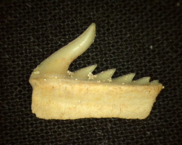 Weltonia Ancistrodon Shark Tooth #4