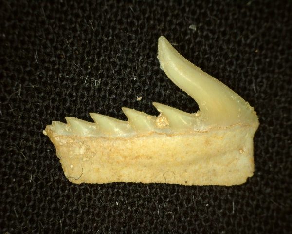 Weltonia Ancistrodon Shark Tooth #4 - Image 2