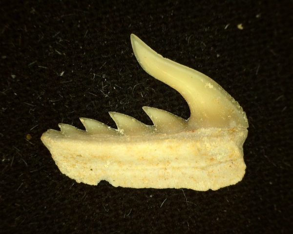 Weltonia Ancistrodon Shark Tooth #5