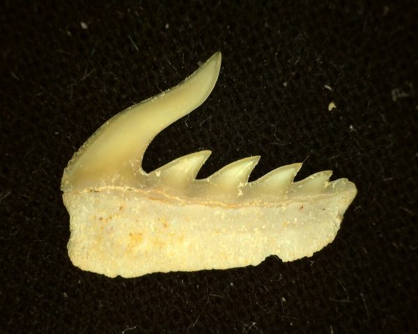 Weltonia Ancistrodon Shark Tooth #5 - Image 2