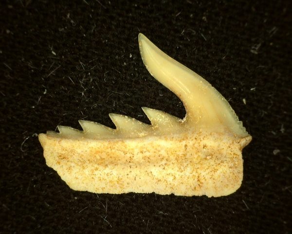 Weltonia Ancistrodon Shark Tooth #6