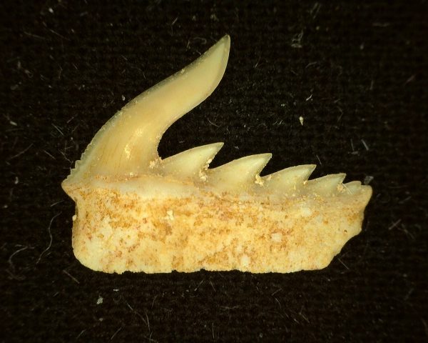 Weltonia Ancistrodon Shark Tooth #6 - Image 2