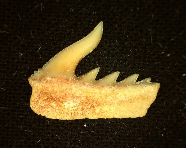 Weltonia Ancistrodon Shark Tooth #7