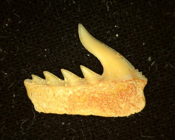 Weltonia Ancistrodon Shark Tooth #7 - Image 2