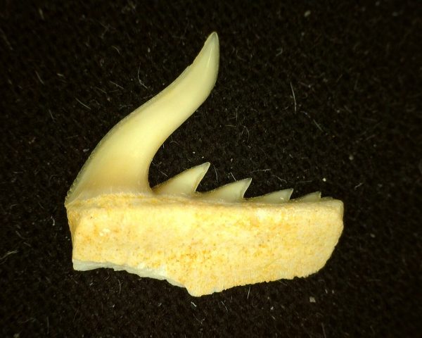 Weltonia Ancistrodon Shark Tooth #8