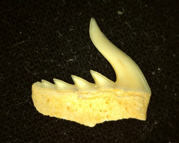 Weltonia Ancistrodon Shark Tooth #8 - Image 2