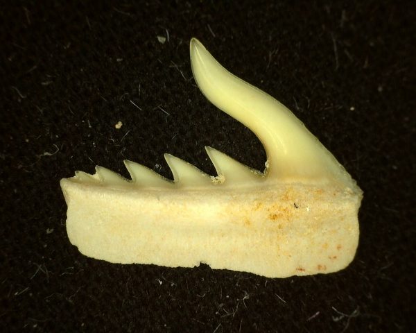 Weltonia Ancistrodon Shark Tooth #9