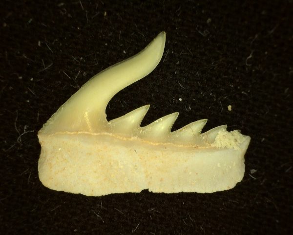 Weltonia Ancistrodon Shark Tooth #9 - Image 2