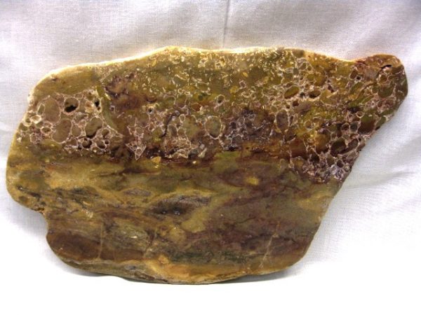 Wisconsin Cryptozoon Stromatolite #23