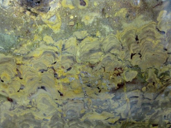 Wisconsin Mushroom Stromatolite #10 - Image 2