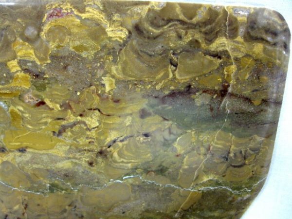 Wisconsin Mushroom Stromatolite #8 - Image 2