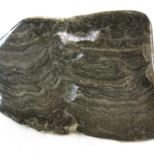 Genuine Ordovician Age Stromatolite From Wisconsin For Sale #1