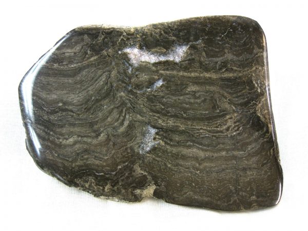 Genuine Ordovician Age Stromatolite From Wisconsin For Sale #1