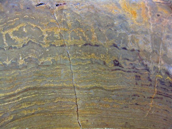 Genuine Ordovician Age Stromatolite From Wisconsin For Sale #1a-1