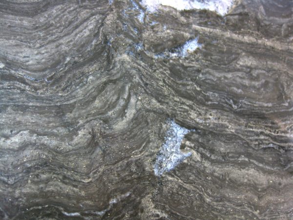 Genuine Ordovician Age Stromatolite From Wisconsin For Sale #1a