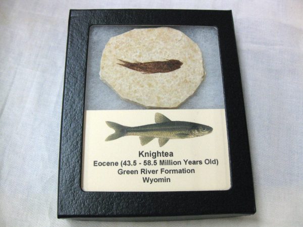 Genuine Eocene Age Knightea Fish Fossil for Sale from Wyoming #22