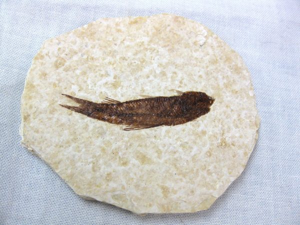 Genuine Eocene Age Knightea Fish Fossil for Sale from Wyoming #22a