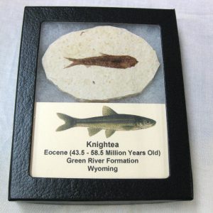 Genuine Eocene Age Knightea Fish Fossil for Sale from Wyoming #24