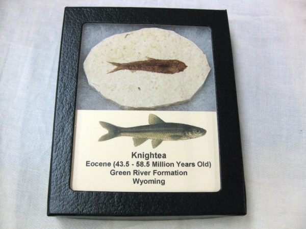 Genuine Eocene Age Knightea Fish Fossil for Sale from Wyoming #24