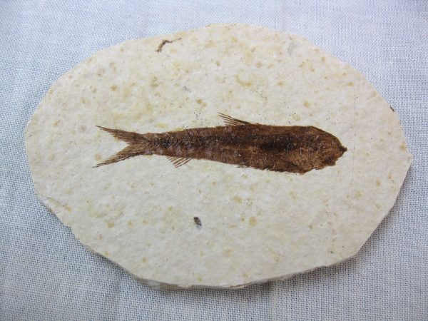 Genuine Eocene Age Knightea Fish Fossil for Sale from Wyoming #24a