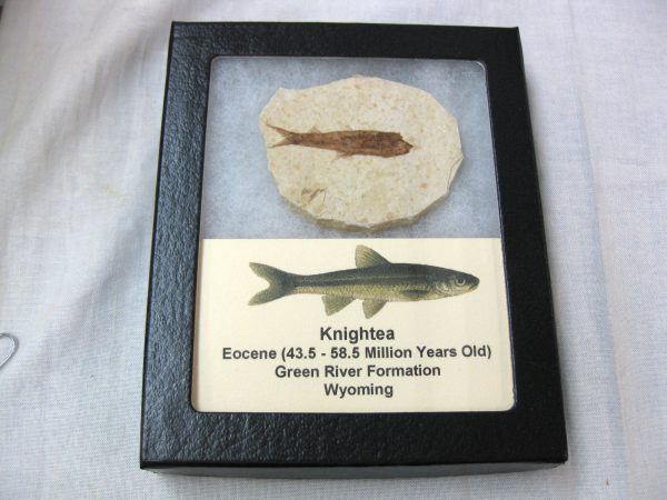 Genuine Eocene Age Knightea Fish Fossil for Sale from Wyoming #29