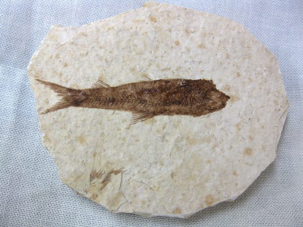 Genuine Eocene Age Knightea Fish Fossil for Sale from Wyoming #29a