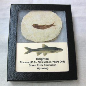 Genuine Eocene Age Knightea Fish Fossil for Sale from Wyoming #40