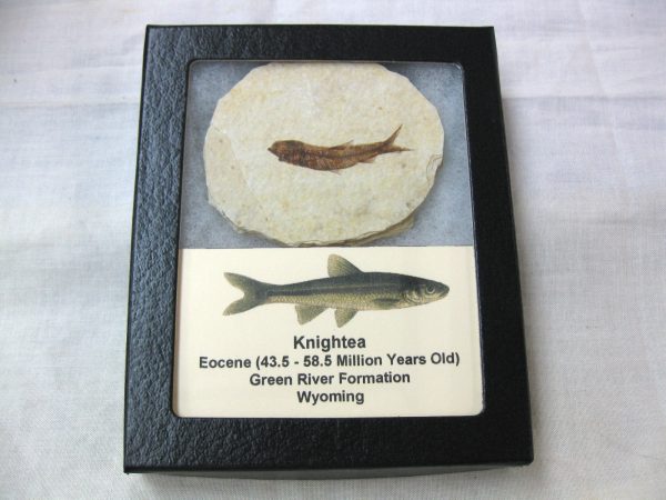 Genuine Eocene Age Knightea Fish Fossil for Sale from Wyoming #40