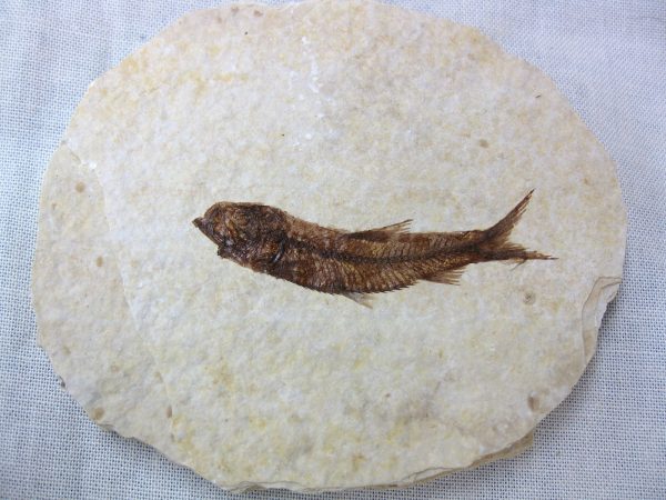 Genuine Eocene Age Knightea Fish Fossil for Sale from Wyoming #40a