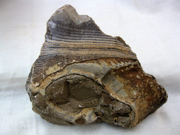 Wyoming Zebra Stromatolite #31