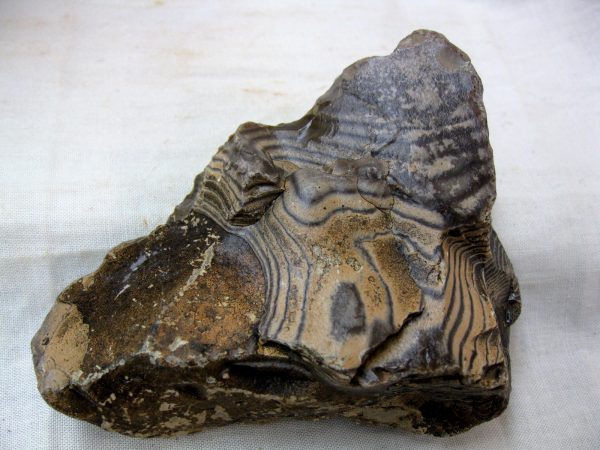 Wyoming Zebra Stromatolite #31 - Image 2