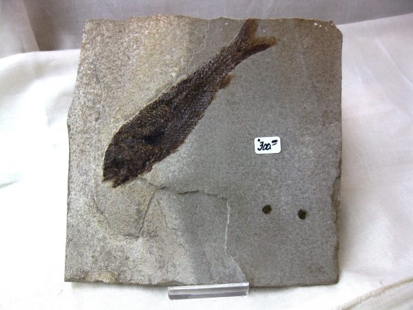 Wyoming Jurassic Fish #10