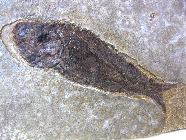 Wyoming Jurassic Fish #2 - Image 2