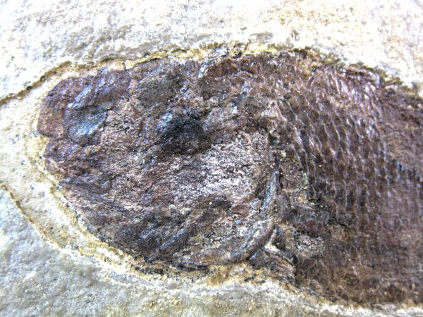 Wyoming Jurassic Fish #2 - Image 3