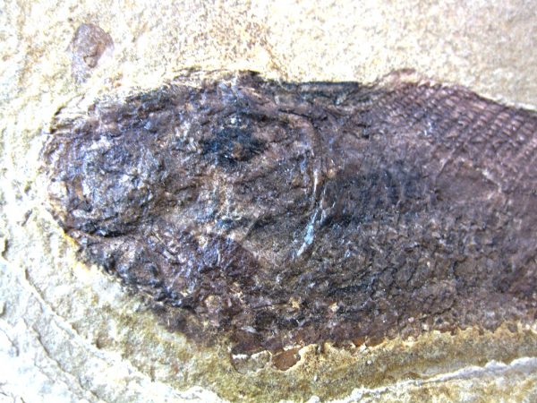 Wyoming Jurassic Fish #3 - Image 3