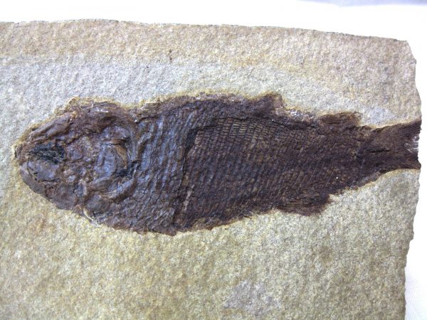 Wyoming Jurassic Fish #6 - Image 3