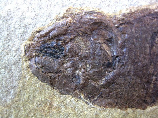 Wyoming Jurassic Fish #6 - Image 2