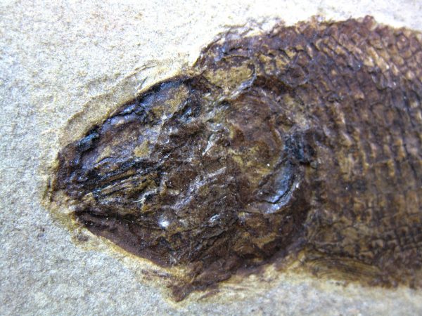 Wyoming Jurassic Fish #7 - Image 3