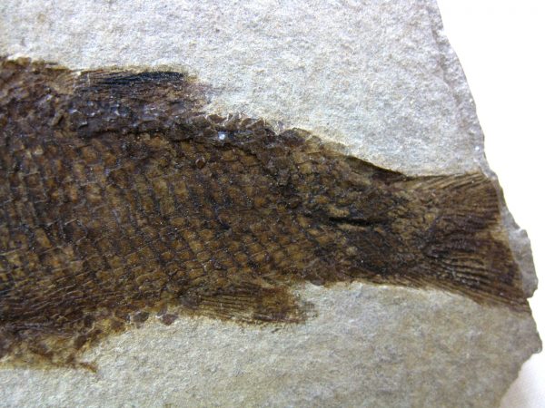 Wyoming Jurassic Fish #7 - Image 5