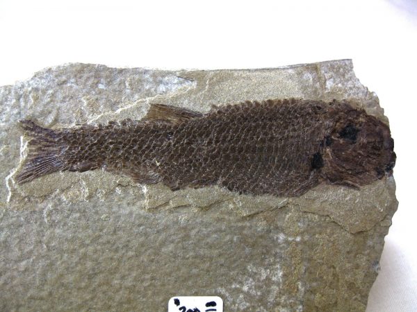 Wyoming Jurassic Fish #8 - Image 2