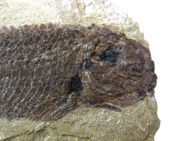 Wyoming Jurassic Fish #8 - Image 3