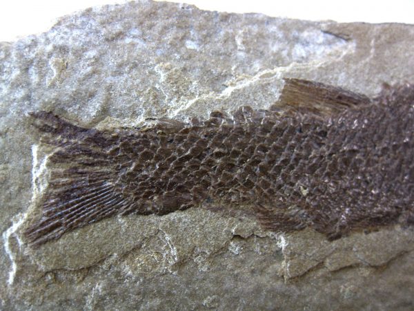 Wyoming Jurassic Fish #8 - Image 5