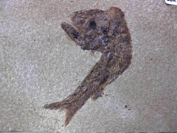 Wyoming Jurassic Fish #9 - Image 2