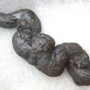 Fossil Coprolite