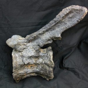 Dinosaur Fossils