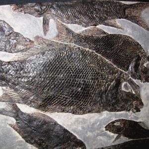 Fish & Shark Fossils