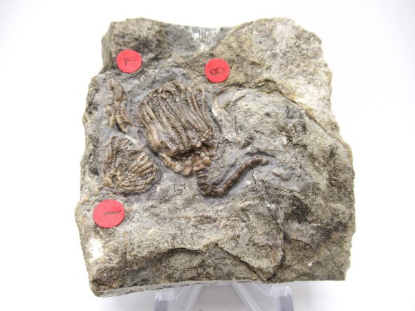 Gilmore City Iowa Crinoid #102