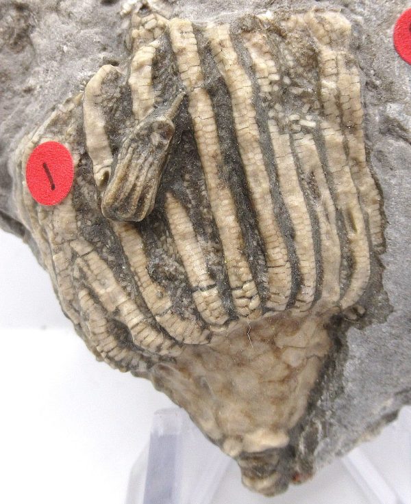 Gilmore City Iowa Crinoid #103 - Image 3